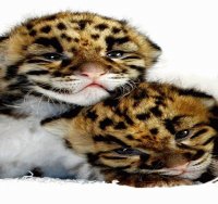 LEOPARDITOS