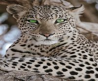 LEOPARDO