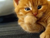 GATITO