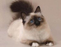 GATO