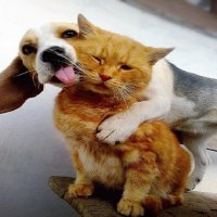 PERRO Y GATITO
