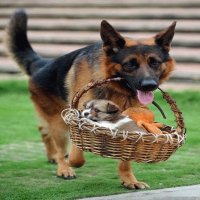 PERRO