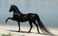 CABALLO