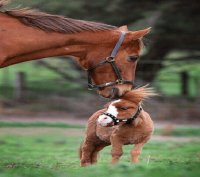CABALLO