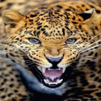 TIGRE