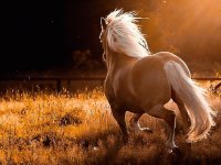 CABALLO