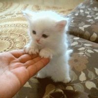 GATITO