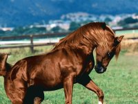 CABALLO