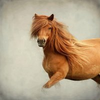CABALLO