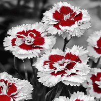 FLORES