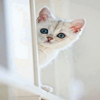 GATITO