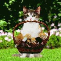 GATITOS