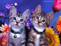 gatinhos