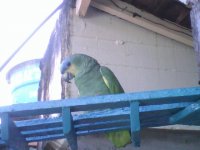 loly