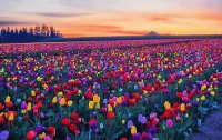 colori