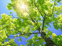 arbol