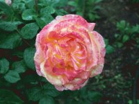 Rose of Beauty
