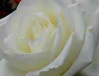 Flors blanques 04