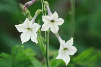 Flors blanques - Nicotiana Alata