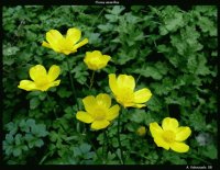 Flors grogues 01