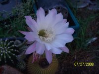 cactus bloom