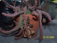 stink plant