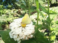 butterfly on flower
