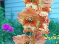 peach colored flowers