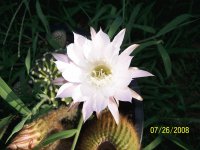Cactus bloom-rare
