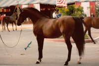 Arabian Horse