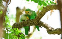 aves