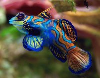 peixe