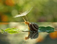 caracol