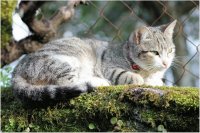 gato