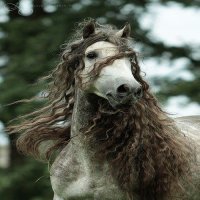 CABALLO