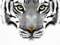 TIGRE