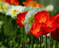 FLORES