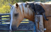 CABALLO Y GATO