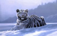 TIGRE