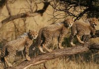 JAGUARES