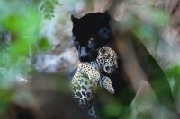 LEOPARDOS