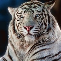 TIGRE