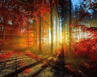 BOSQUE