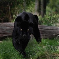 PANTERA