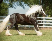 CABALLO