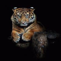 TIGRE