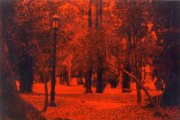 Bosque en rojo