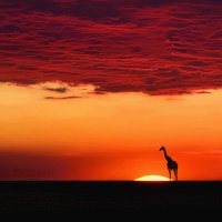 AMANECER