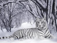 TIGRE