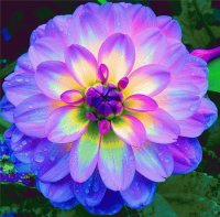 FLOR